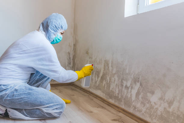 Licensed Mold Inspection service in Hershey, PA - WQB Mold Removal