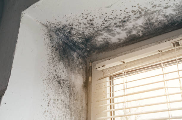 Affordable Mold Inspection solutions in Hershey, PA